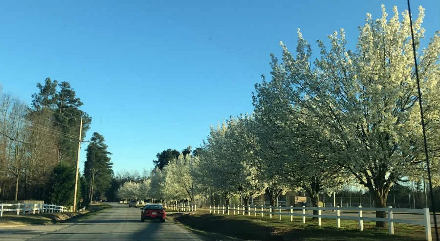 Цветущая аллея в парке Джорджии | Блог о природе в США American liFE